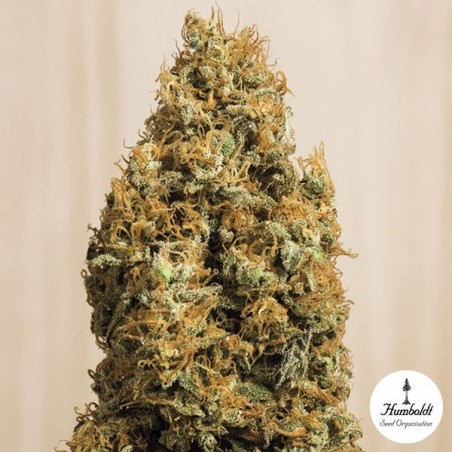 Green Crack CBD Cannabis Plant