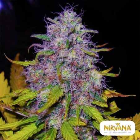 Jock Horror Cannabis Plant
