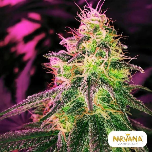 View Blackjack Cannabis Plant