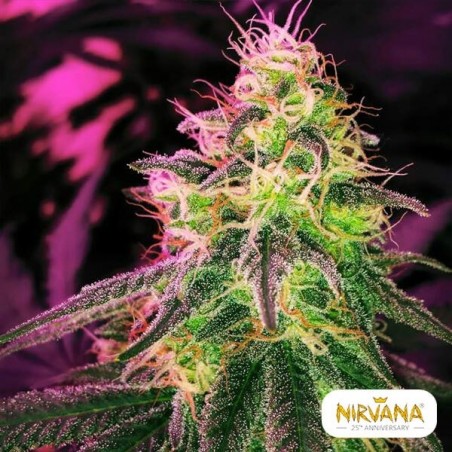 Blackjack Cannabis Plant