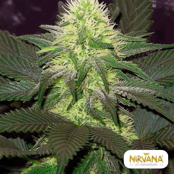 Blackberry Cannabis Plant