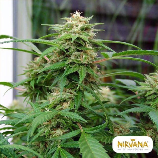 View White Rhino cannabis plant