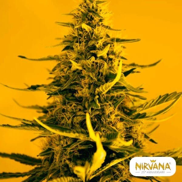 View White Widow marijuana plant