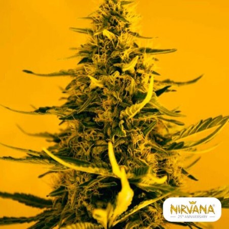White Widow marijuana plant