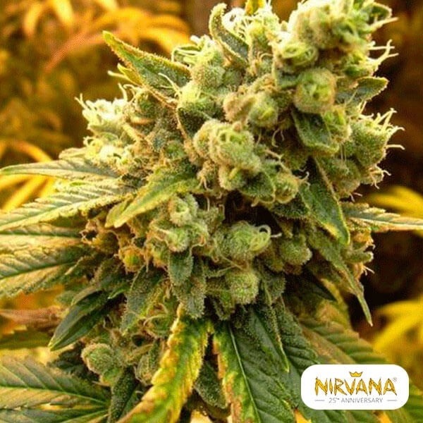 Sativa's Sour Diesel cannabis plant