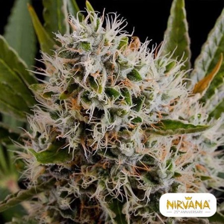 Lithium OG Kush cannabis plant