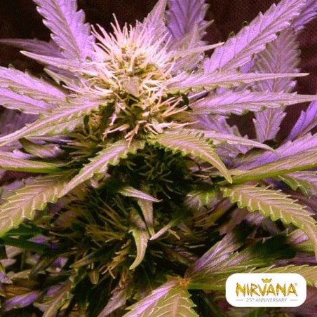 Lemon OG Haze marijuana plant
