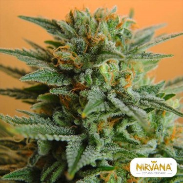 Papaya marijuana plant