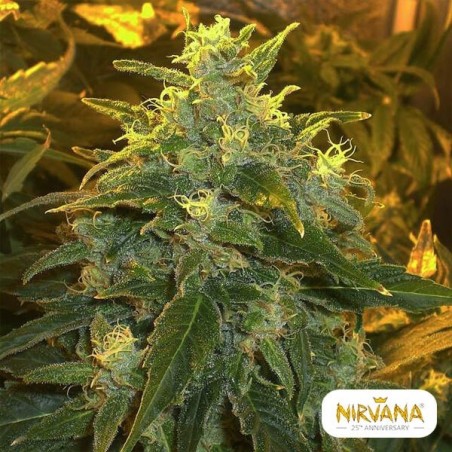 Northern Light marijuana plant