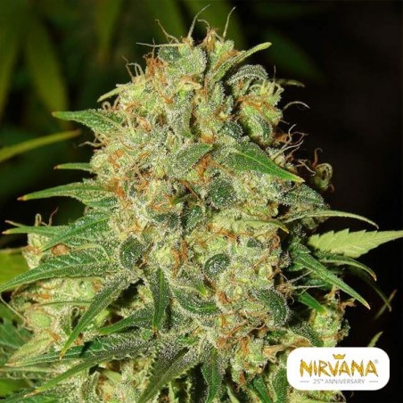 Master Kush marijuana plant