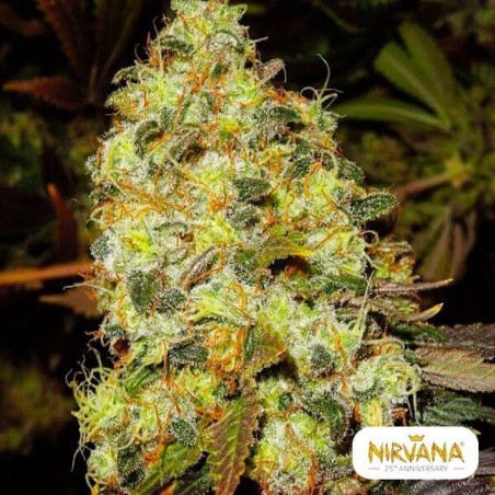 Ice marijuana plant