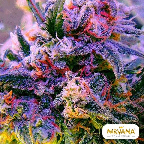 View Aurora Indica cannabis plant