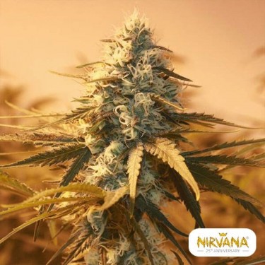 AK-48 marijuana plant