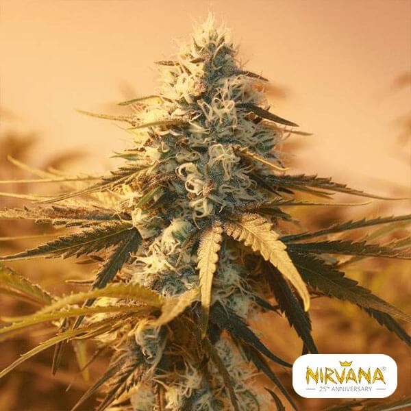 View AK-48 marijuana plant