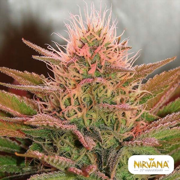 View Bubblelicious cannabis plant