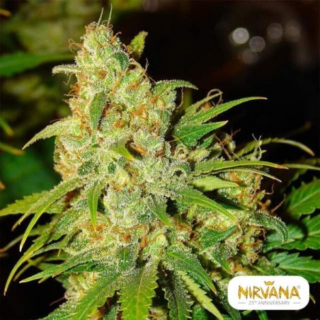 Bubblelicious Autoflower cannabis plant