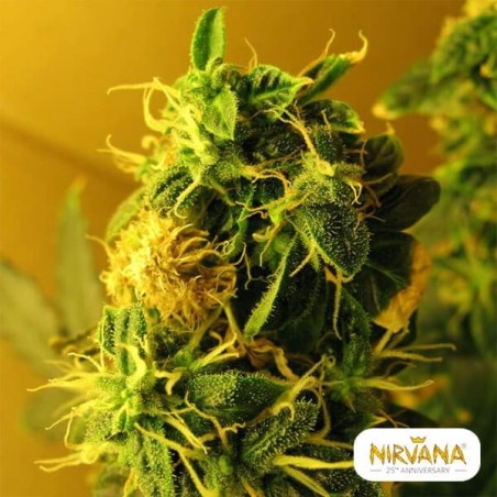 Northern Lights Fem. Autoflower marijuana plant