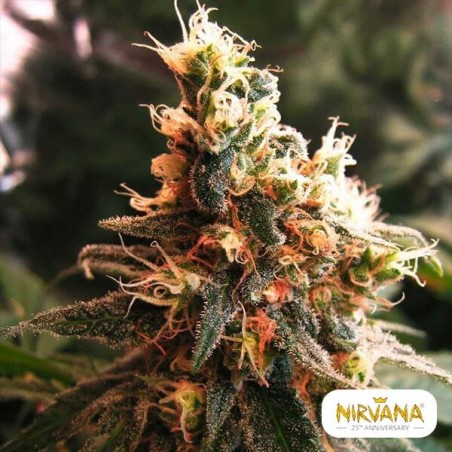 Jock Horror Autoflowering cannabis plant