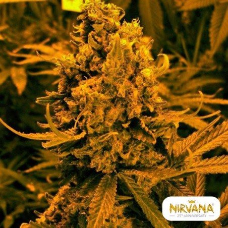 Blueberry Kush Fem. Auto cannabis plant