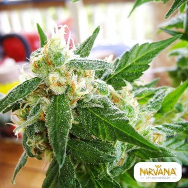 Ak 48 Autoflowering