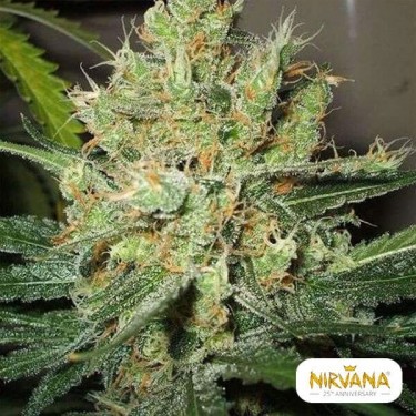 Pure Power Plant Regular