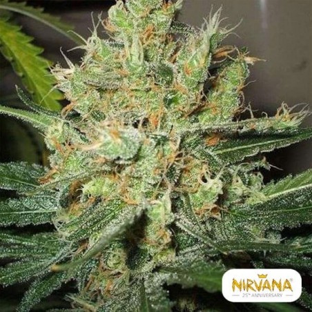 Pure Power Plant Regular cannabis plant