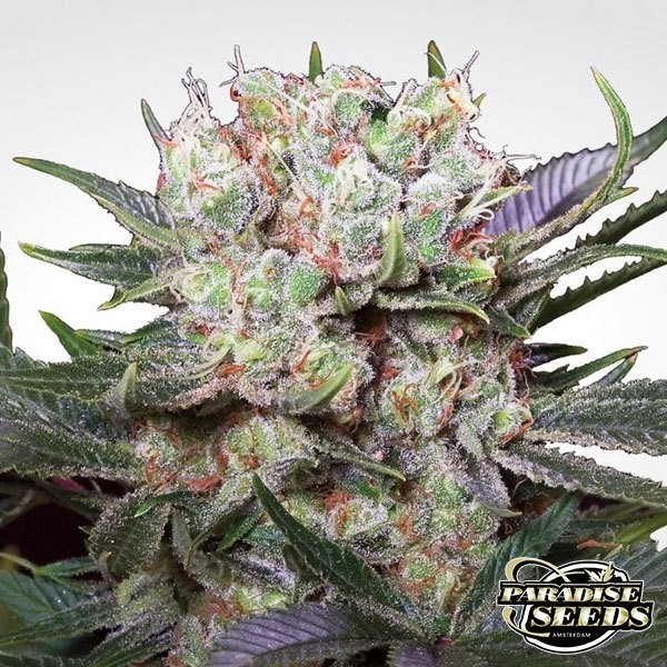 View Californian Gold Cannabis Plant