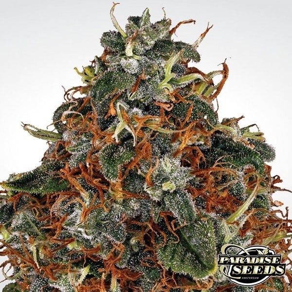 Space Cookies Cannabis Plant
