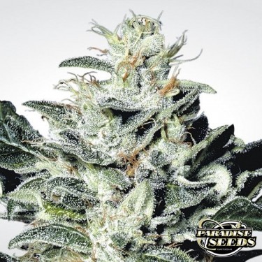 Sensi Star Cannabis Plant