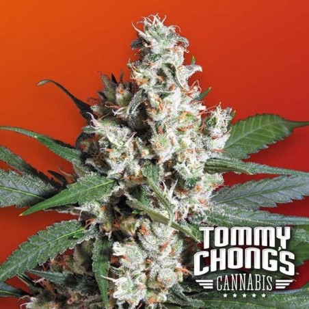 L.A. Amnesia Cannabis Plant