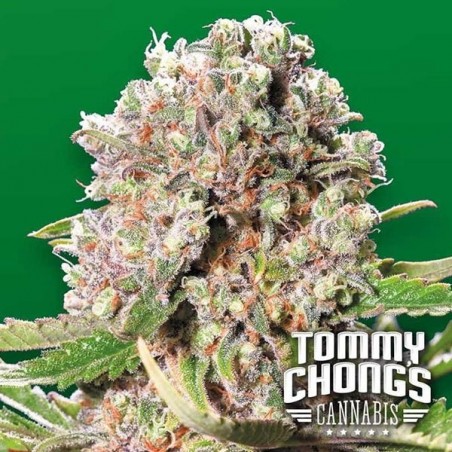 Mendocino Skunk Cannabis Plant