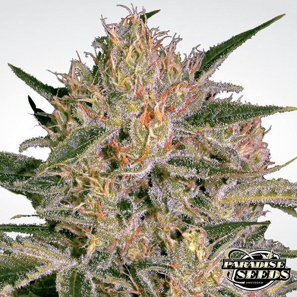 Nebula II CBD Cannabis Plant