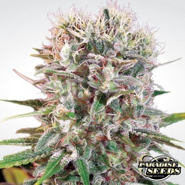 Wappa marijuana plant