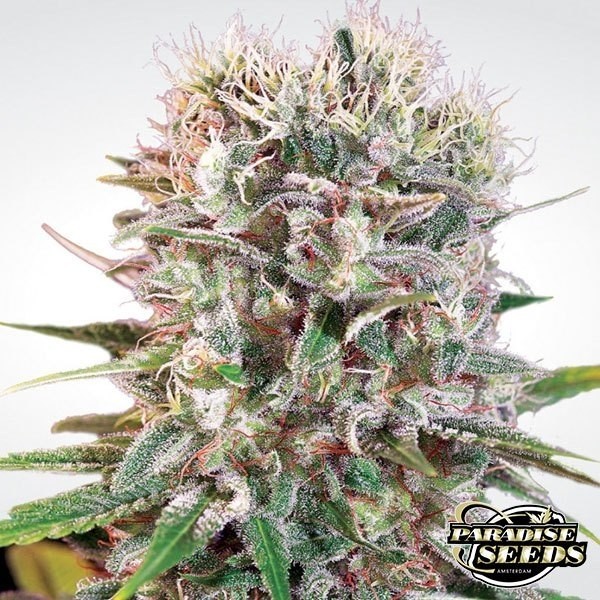 Wappa marijuana plant