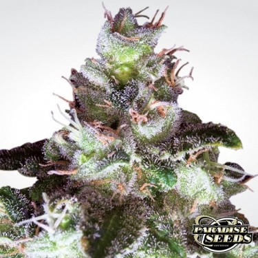 Original White Widow cannabis plant