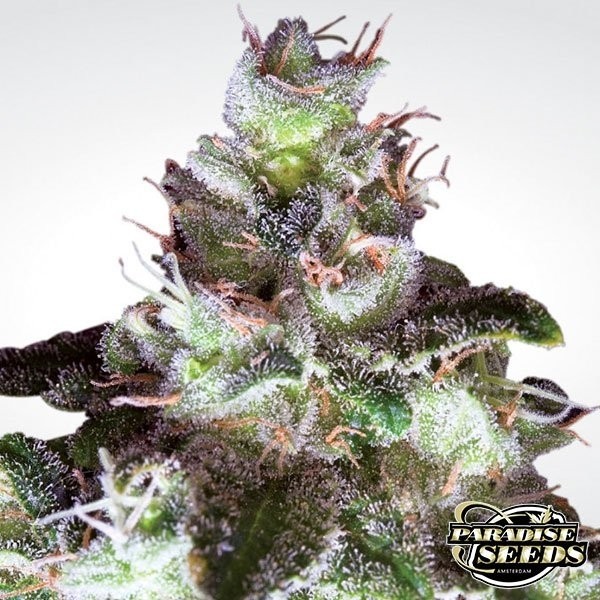 View Original White Widow cannabis plant