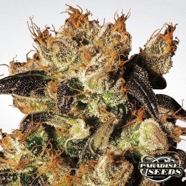 White Berry marijuana plant