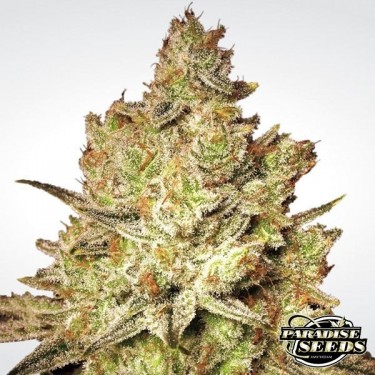 Jacky White marijuana plant