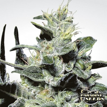 Nebula cannabis plant