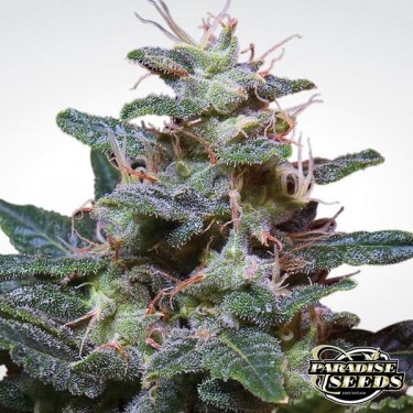 Sweet Purple