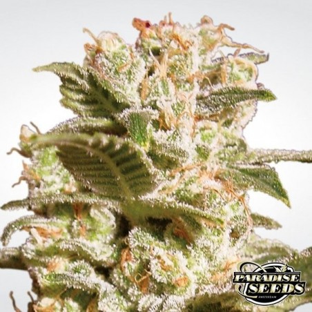 Belladonna cannabis plant