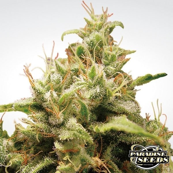 View Opium cannabis plant