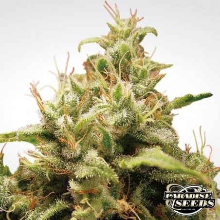 Opium cannabis plant
