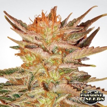 Ice Cream cannabis plant