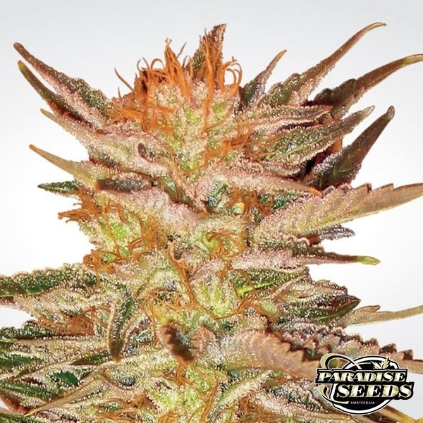 View Ice Cream cannabis plant