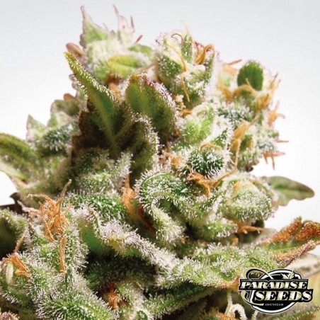 Dutch Dragon cannabis plant