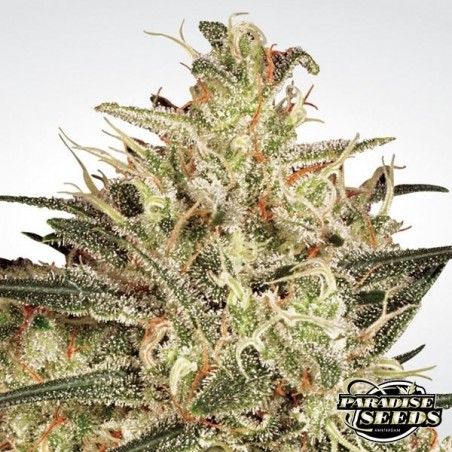 Atomical Haze cannabis plant