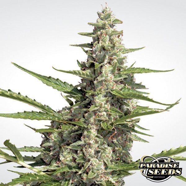 View Pandora Auto cannabis plant