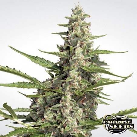 Pandora Auto cannabis plant