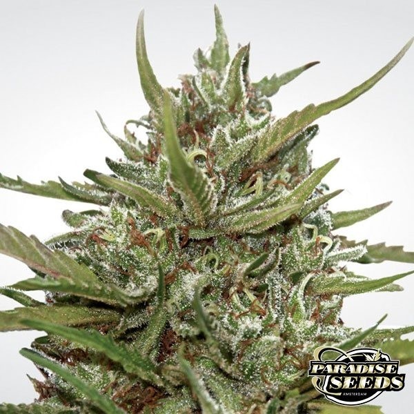 View Auto White Berry cannabis plant